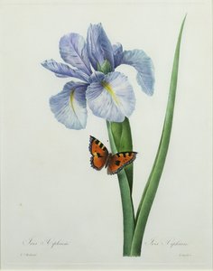 Iris xiphium, graverad av Langlois, från "Choice of the Most Beautiful Flowers", 1827